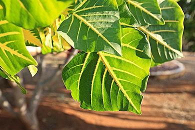 《星刃》公开新截图 油腻师姐换上毛皮夹克